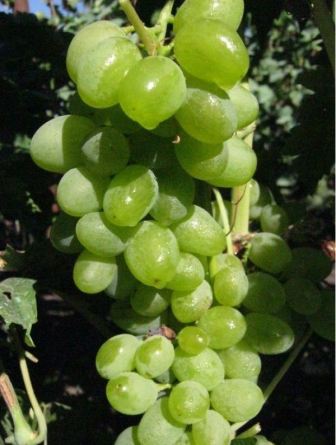 vinograd_elegant_1