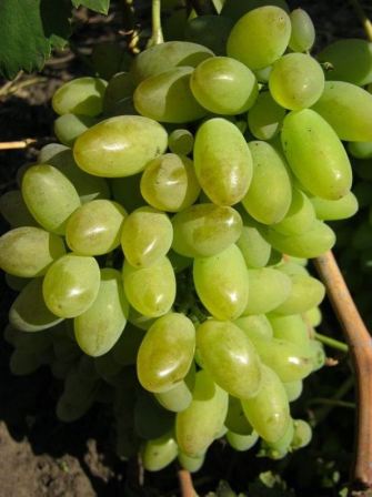 vinograd_elegant_2