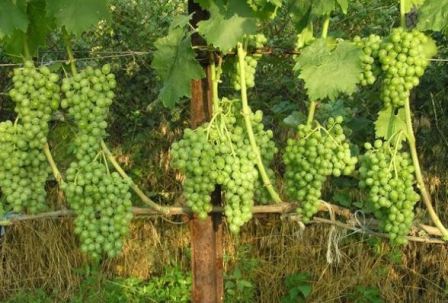 vinograd_elegant_3