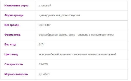 Виноград элегант характеристики сорта