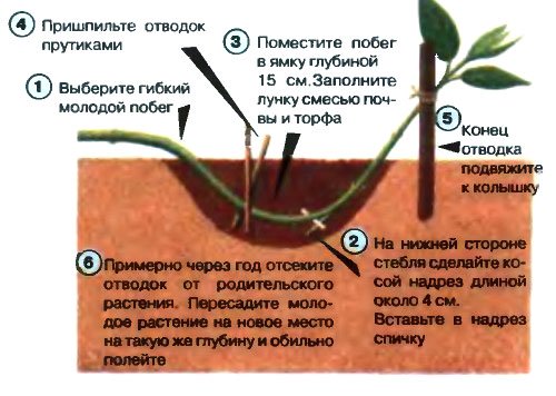 Размножение барбариса отводками