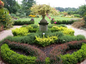 berberis