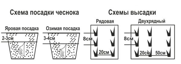 Схемы посадки чеснока при разных технологиях выращивания Схемы посадки чеснока при разных технологиях выращивания