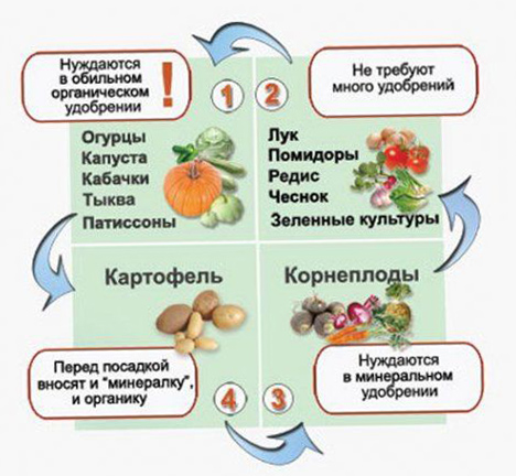 что посадить после кабачков на следующий год