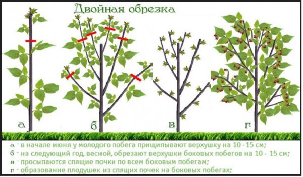 Как правильно обрезать малину осенью