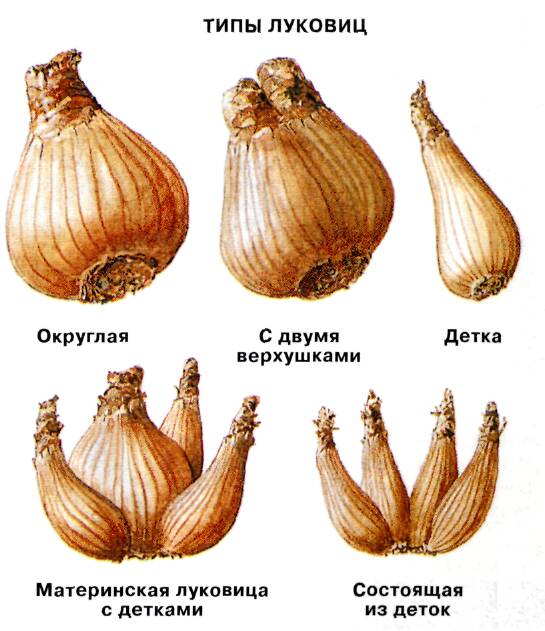 Типы луковиц нарциссов