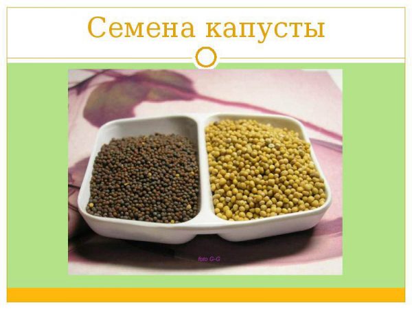 не завязывается капуста что делать