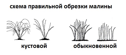 обрезка малины