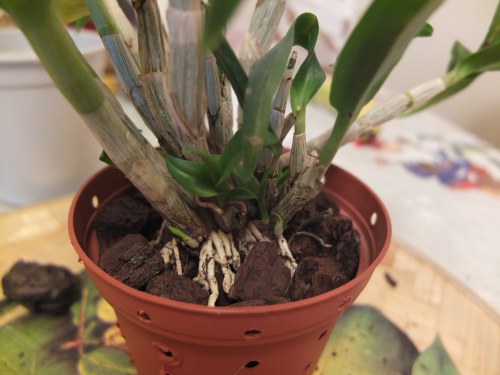 Обкладываем корни корой Обкладываем корни корой. Источник фото: www.orchidei.info