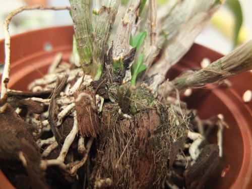 Новые побеги на растении Новые побеги на растении. Источник фото: www.orchidei.info