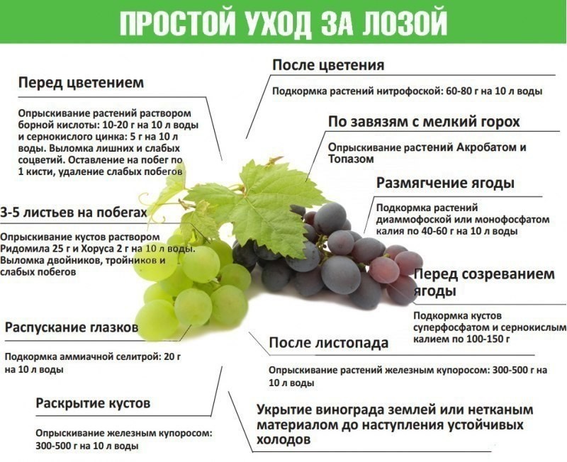 Подкормка винограда