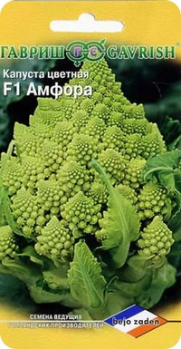сорт цветной капустф Амфора F1