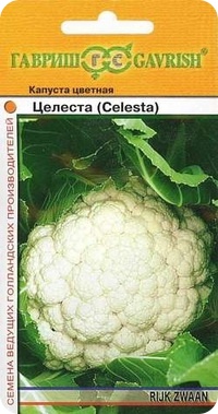 Сорт цветной капусты Целеста