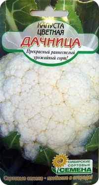 Сорт цветной капусты Дачница 