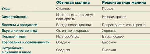 Сравнительная таблица по обычной и ремонтантной малине