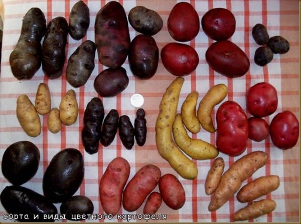 Цветной картофель
