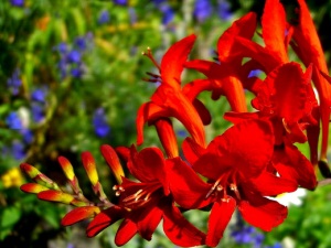 Crocosmia-04