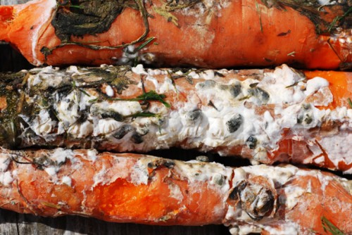 Белая гниль моркови