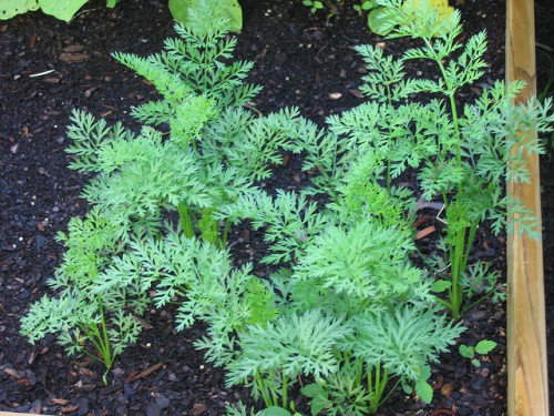 Чистые грядки моркови
