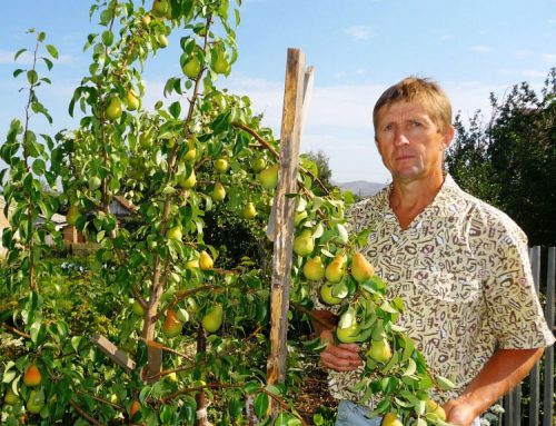 Урожайность Чижовской