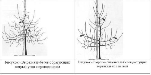 До и после обрезки