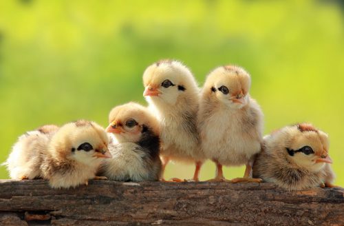 Цыплята