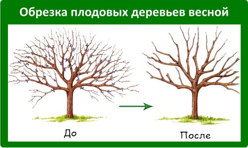 До и после обрезки