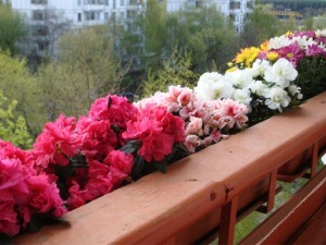 Полив фиалок