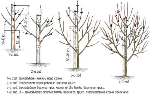 Формирование кроны