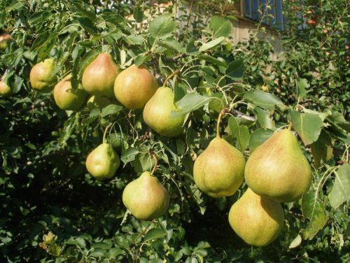 Сорт Вековая