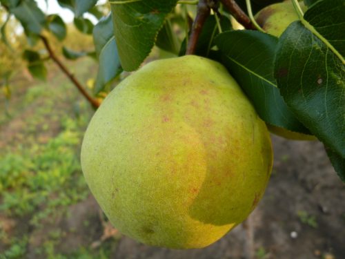 Плод груши Изумрудная