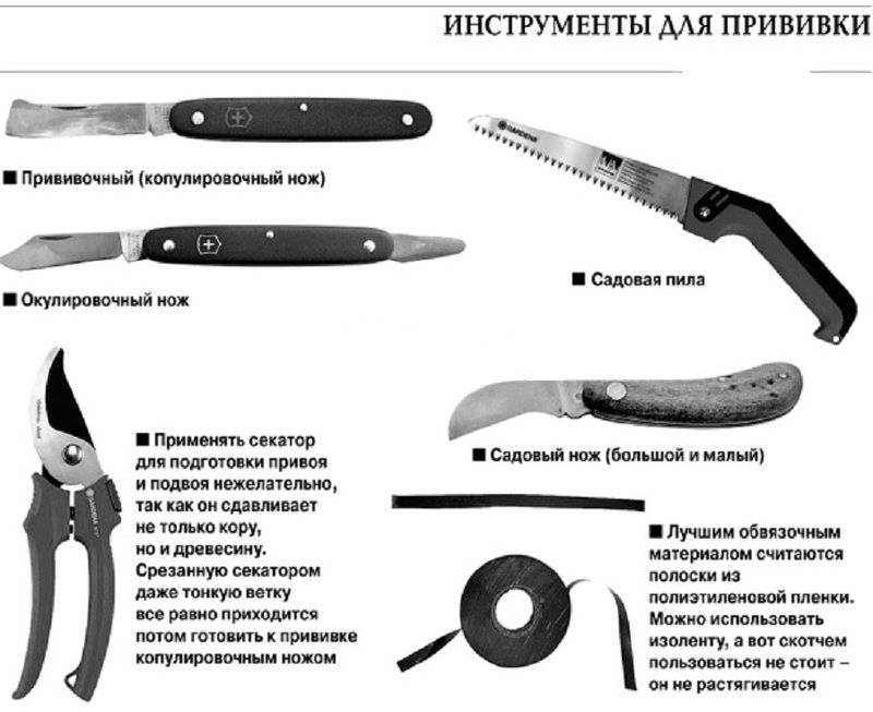 Инструмент для прививки