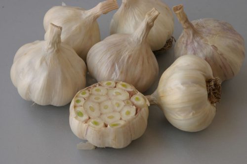 Яровой чеснок