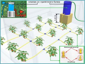 Когда поливать