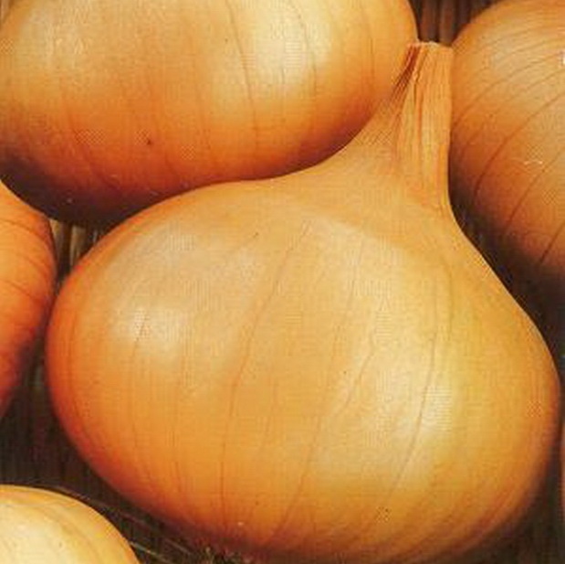 Лук Бессоновский