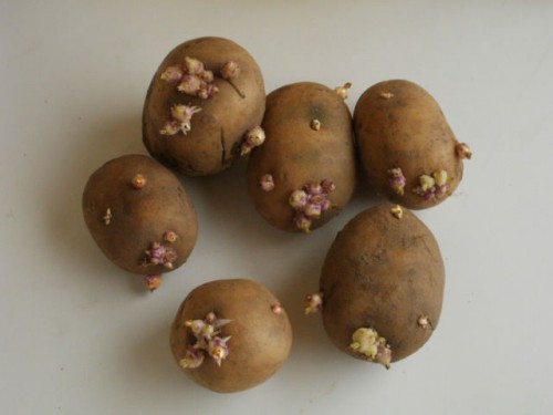 Невский картофель