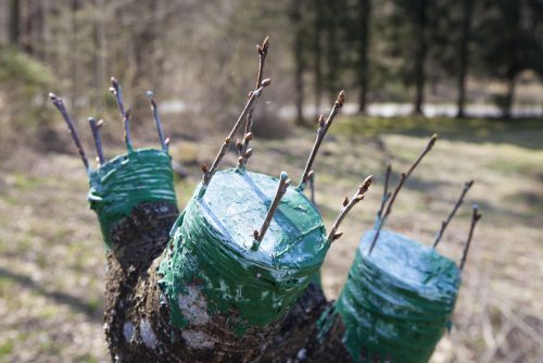 Обновление старого дерева