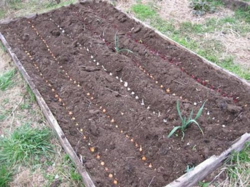 Осення посадка севка