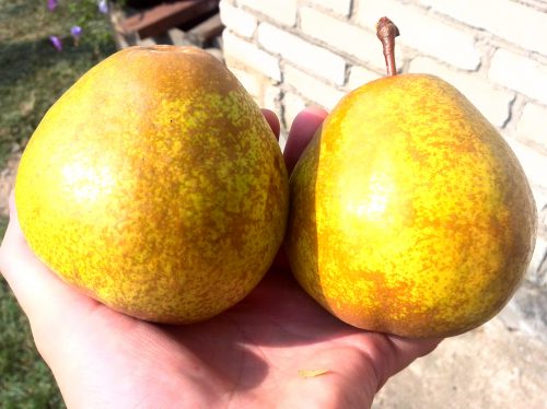Осенняя сладкая