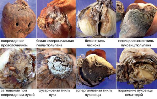 Основные заболевания чеснока