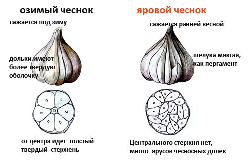 Отличия между видами чеснока