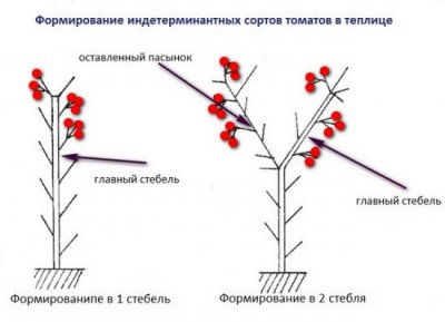 Особенности формирования разных сортов томатов