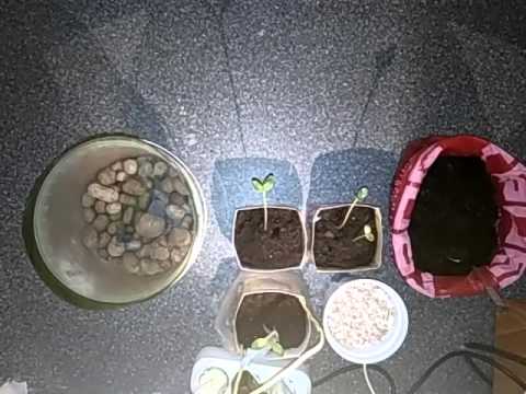 Пересадка вытянувшейся рассады
