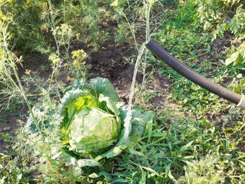 Полив капусты