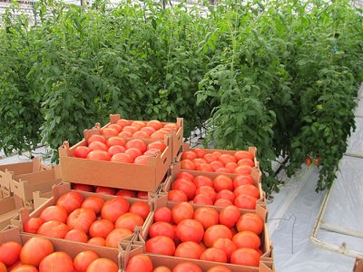 Какой парник выбрать