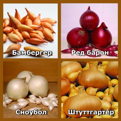 Популярные сорта