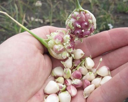 Бульбочки чеснока