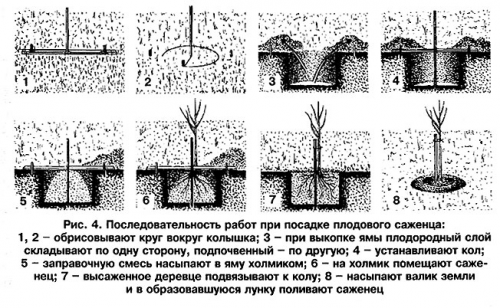 Посадка груши