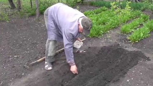 Посадка весной