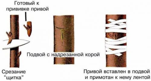 Прививка окулировкой